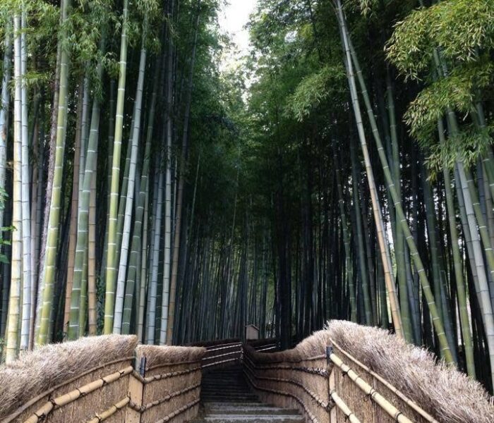 bridge bamboo